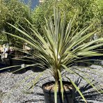 Kordylína austrálska (Cordyline australis) ´TORBAY DAZZLER´ - výška 70-90 cm, kont. C18L (-12°C)